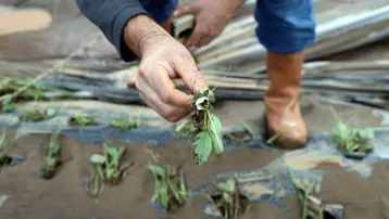 Seralar harap oldu. Üreticiler 5 milyon TL zararda: "3 senemiz gitti."