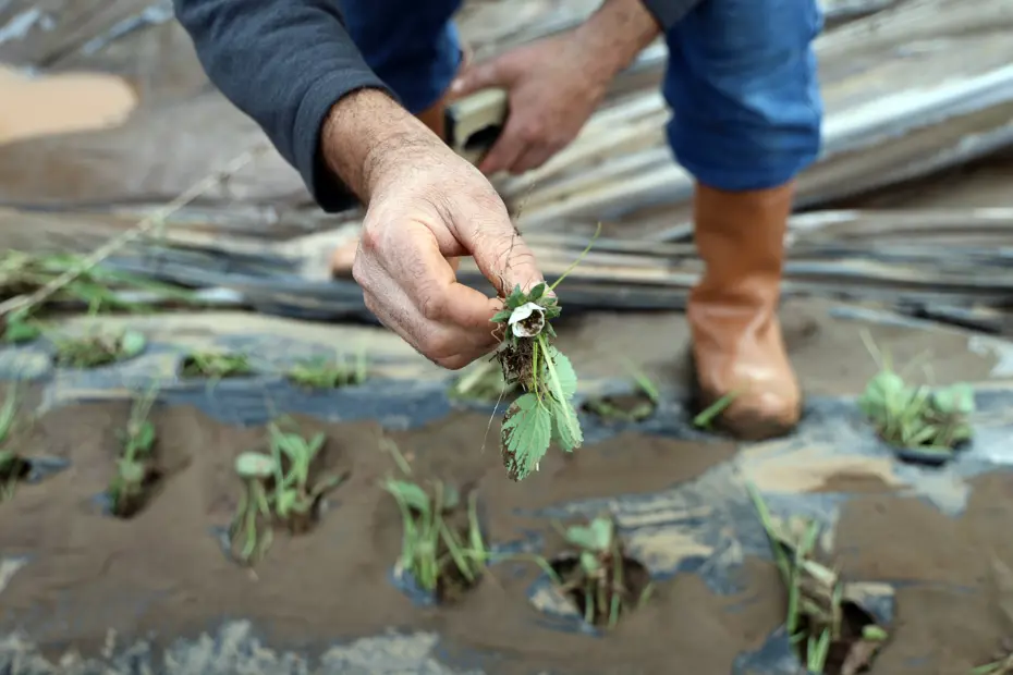 Seralar harap oldu. Üreticiler 5 milyon TL zararda: 