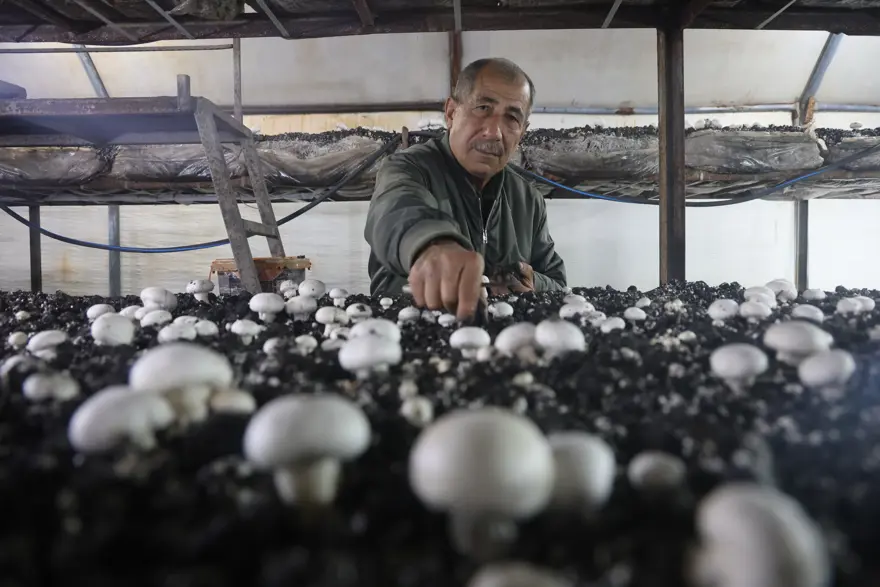 Varını yoğunu satıp bu işi kurdu. Şimdi başka şehirlere satış yapıyor, sandığı 110 lira 1 Varını yoğunu satıp bu işi kurdu. Şimdi başka şehirlere satış yapıyor, sandığı 110 lira 1