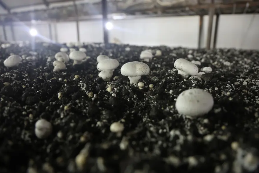 Varını yoğunu satıp bu işi kurdu. Şimdi başka şehirlere satış yapıyor, sandığı 110 lira 2 Varını yoğunu satıp bu işi kurdu. Şimdi başka şehirlere satış yapıyor, sandığı 110 lira 2