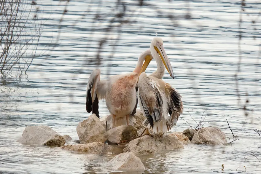 Kuraklıkla boğuşuyordu. Yağışlarla küçük Venedik oldu
 4