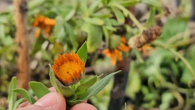 Karlar arasından çıktı. "Karın başkenti" olarak da anılıyor