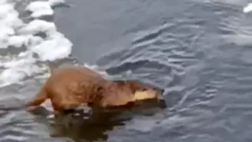 Su samuru, buz üstünde balık yerken görüntülendi