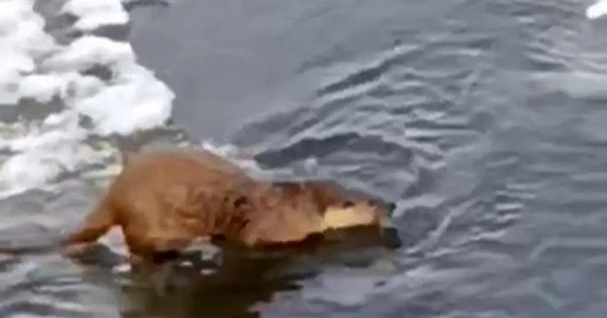 Su samuru, buz üstünde balık yerken görüntülendi