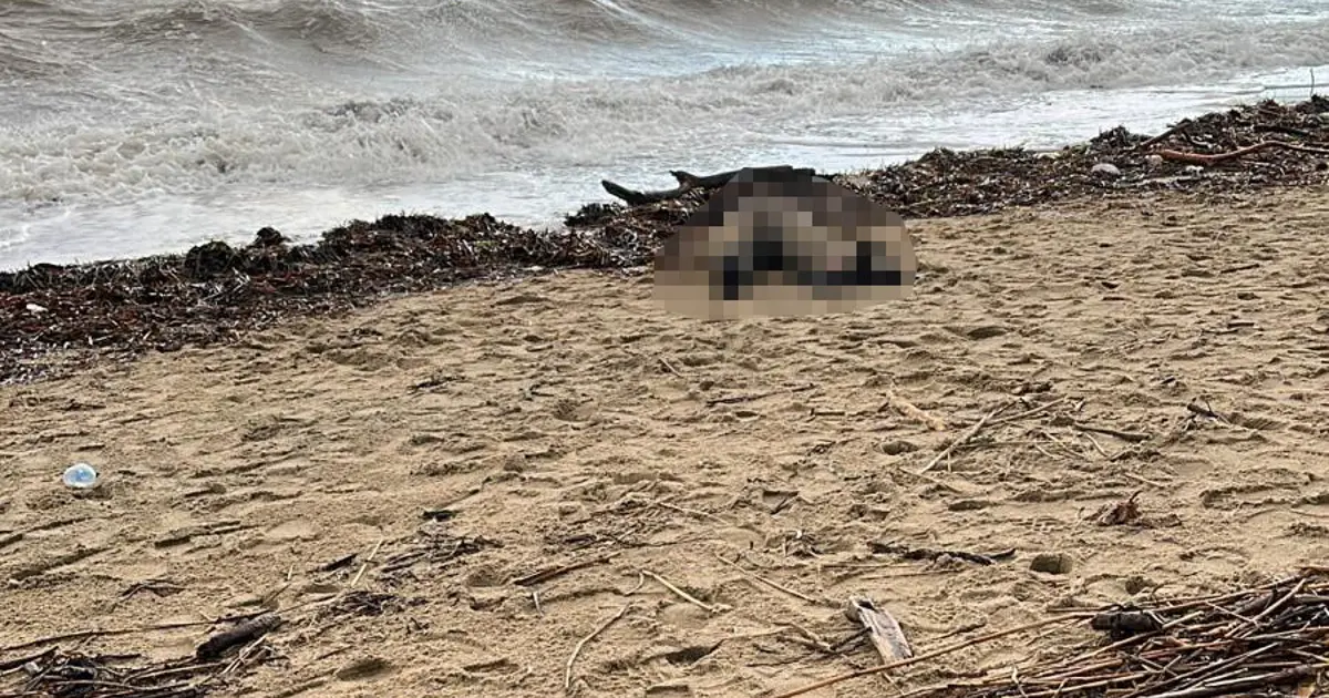 Sarımsaklı sahiline kadın cesedi vurdu