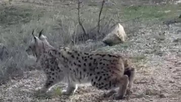 Nallıhan'da nesli tükenmekte olan vaşak görüldü
