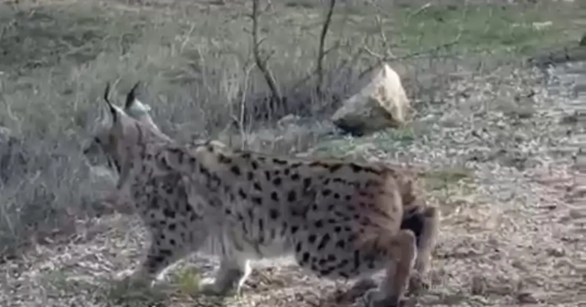 Nallıhan'da nesli tükenmekte olan vaşak görüldü