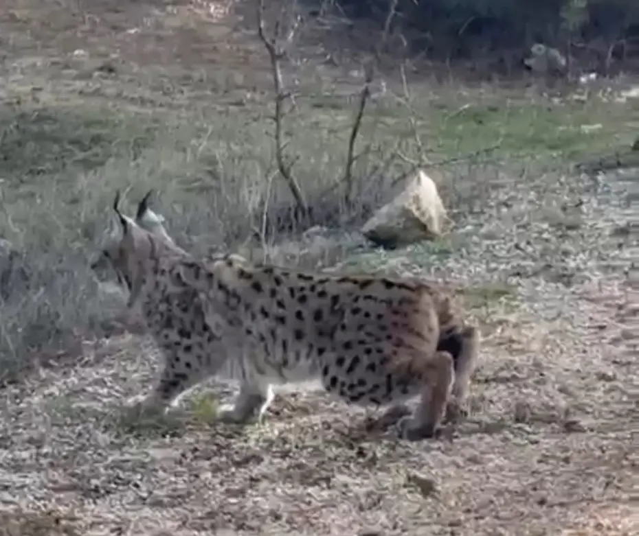 Nallıhan'da nesli tükenmekte olan vaşak görüldü
