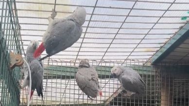 Libya'dan Türkiye'ye sokarken yakalandılar. Bavulların içinden Afrika gri papağanları çıktı