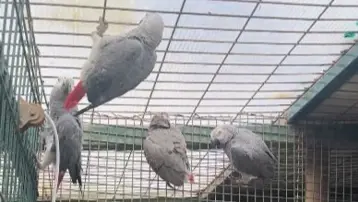 Libya'dan Türkiye'ye sokarken yakalandılar. Bavulların içinden Afrika gri papağanları çıktı