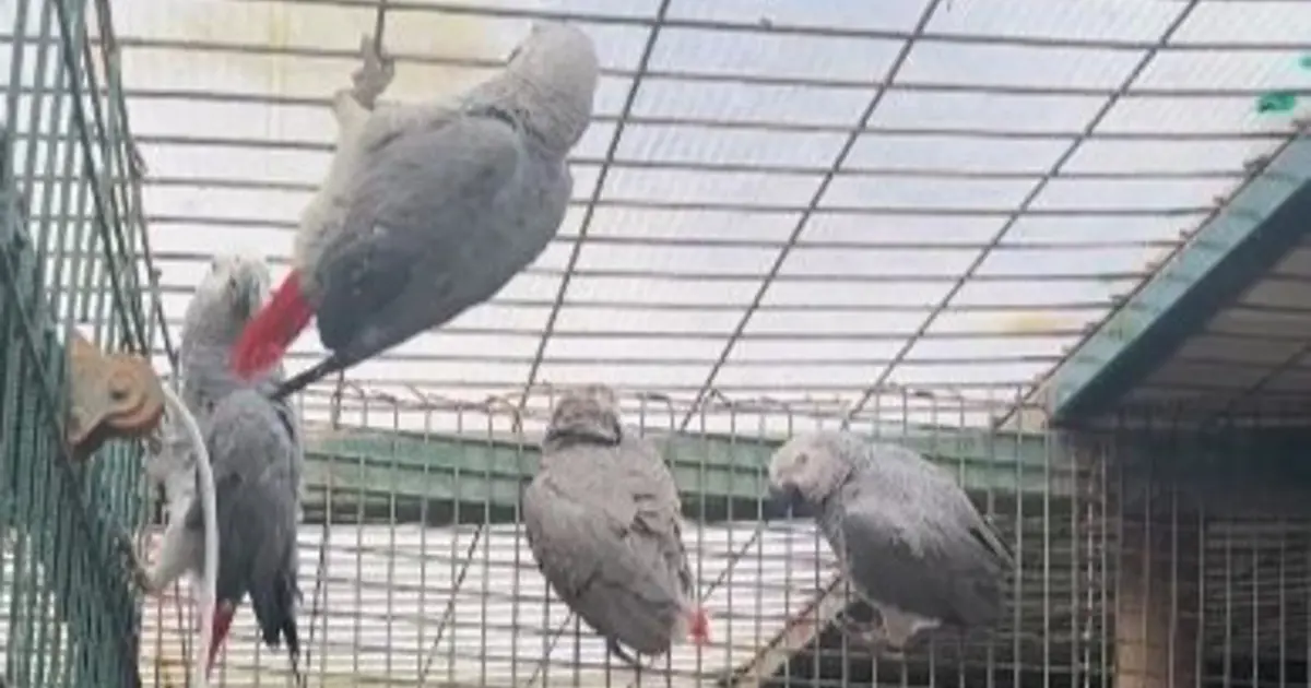 Libya'dan Türkiye'ye sokarken yakalandılar. Bavulların içinden Afrika gri papağanları çıktı