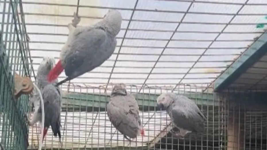 Libya'dan Türkiye'ye sokarken yakalandılar. Bavulların içinden Afrika gri papağanları çıktı
