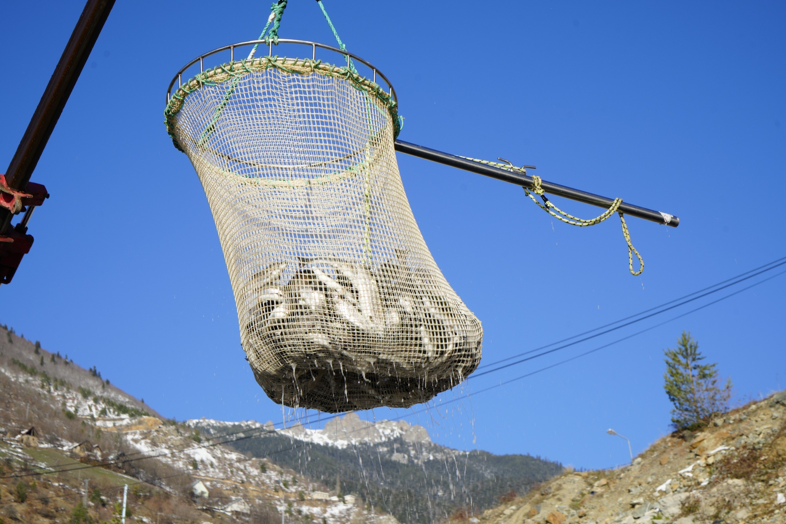 Denizi olmayan şehrin alabalıkları, yurtdışı pazarlarına gönderiliyor