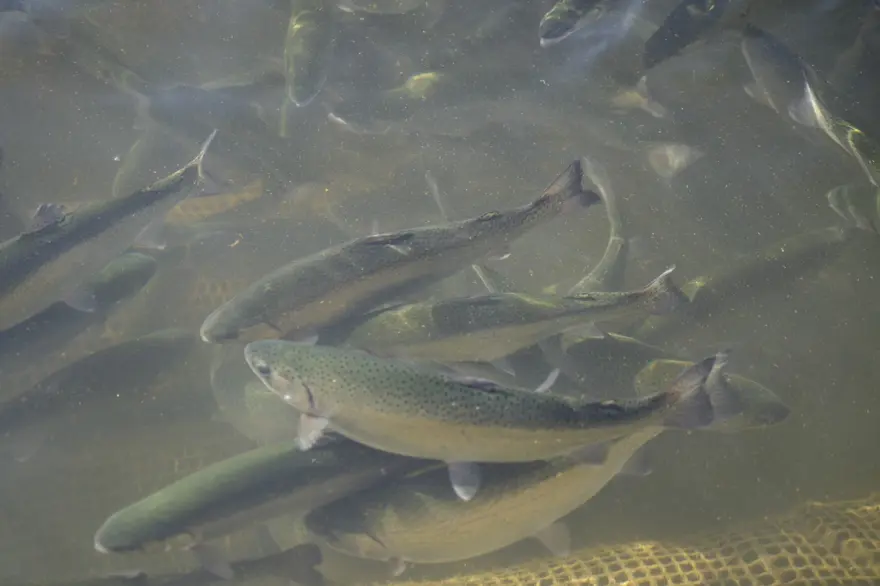 YETİŞTİRİLEN BALIKLAR YURTDIŞI PAZARLARINA GÖNDERİLİYOR 1