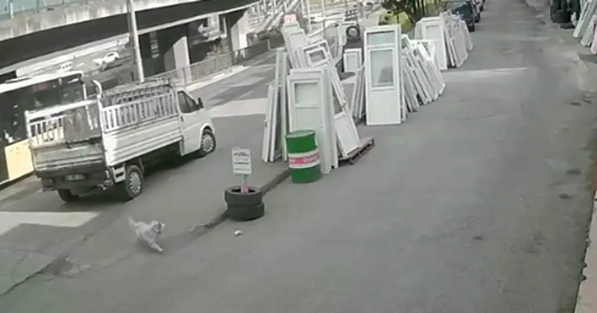 Köpekten kaçmaya çalışan üniversite öğrencisine belediye otobüsü çarptı