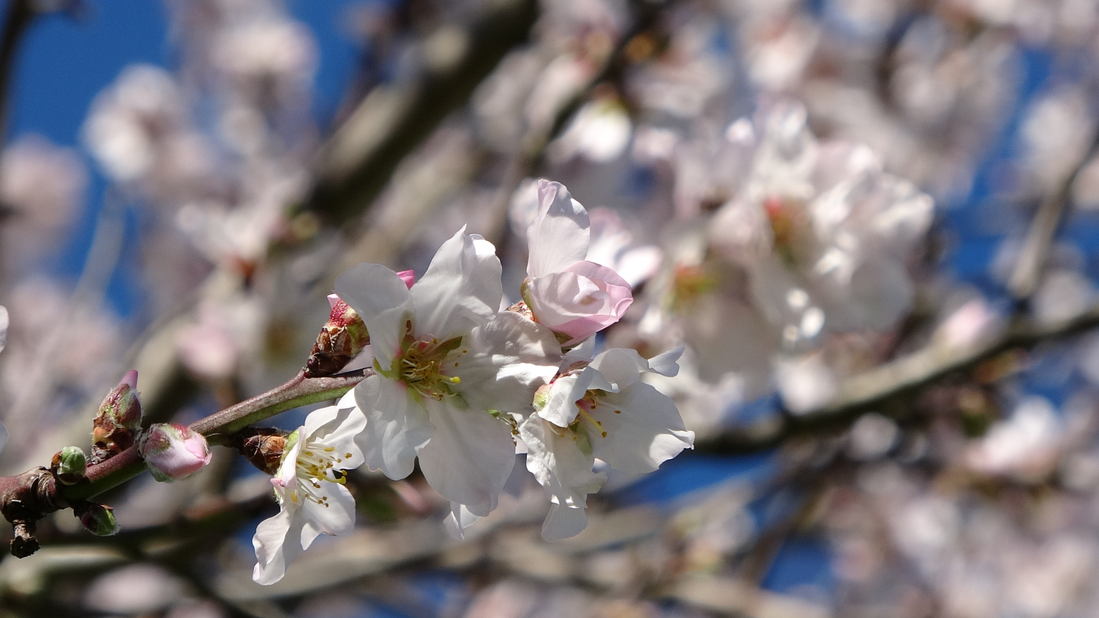 Yalancı bahar, meyve ağaçlarına çiçek açtırdı