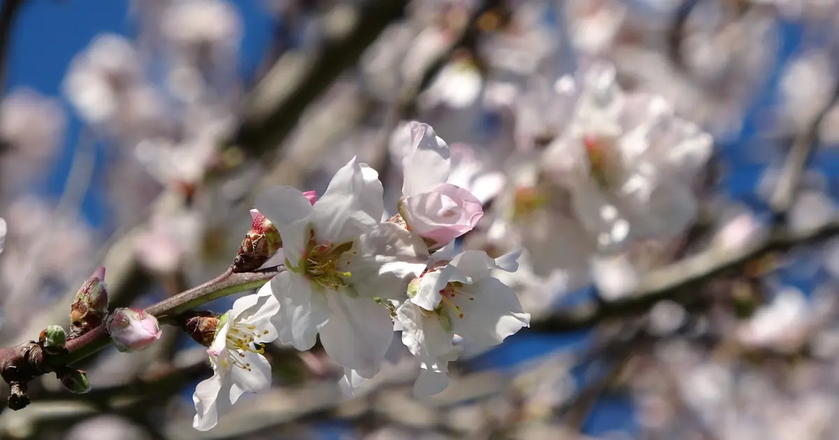 Yalancı bahar, meyve ağaçlarına çiçek açtırdı