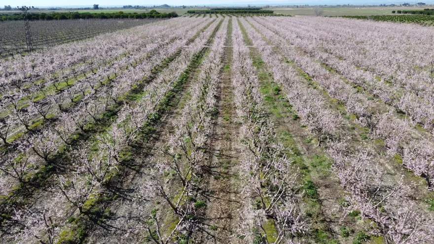 Hava sıcaklıkları şeftali ağaçlarına çiçek açtırdı 