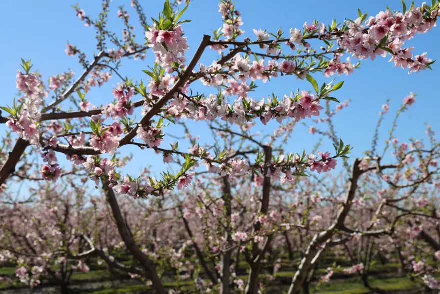 Hava sıcaklıkları şeftali ağaçlarına çiçek açtırdı 1