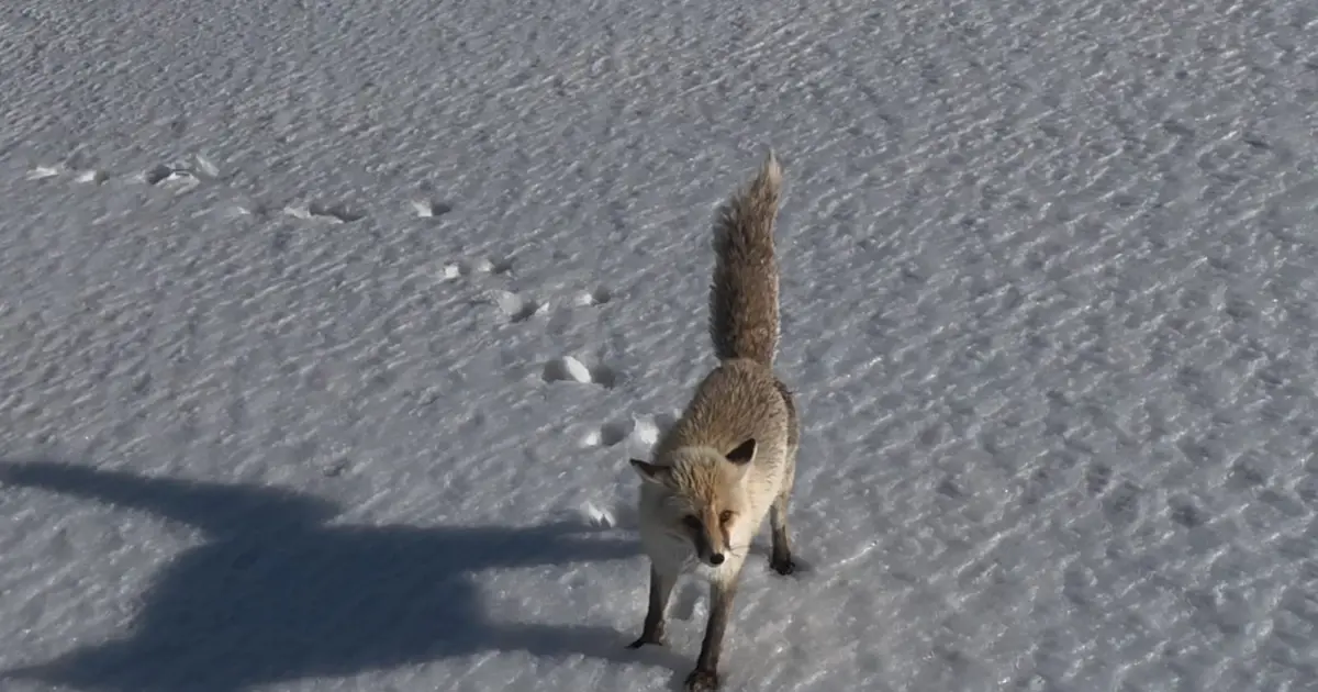 Tilkinin dron ile imtihanı. Verdiği tepki izleyenleri gülümsetti