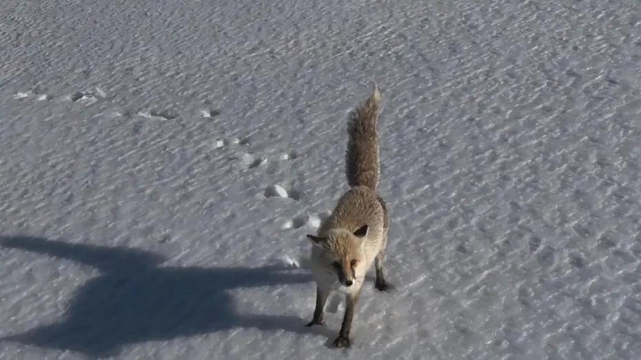 Tilkinin dron ile imtihanı. Verdiği tepki izleyenleri gülümsetti