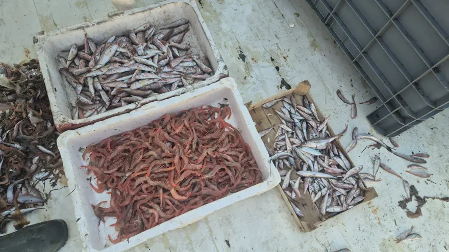 Denizden geldiler, yeni taze satıyorlar. Kasalarla limana döndüler 1 Denizden geldiler, yeni taze satıyorlar. Kasalarla limana döndüler 1