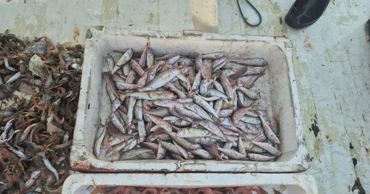 Denizden geldiler, taze taze satıyorlar. Kasalarla limana döndüler