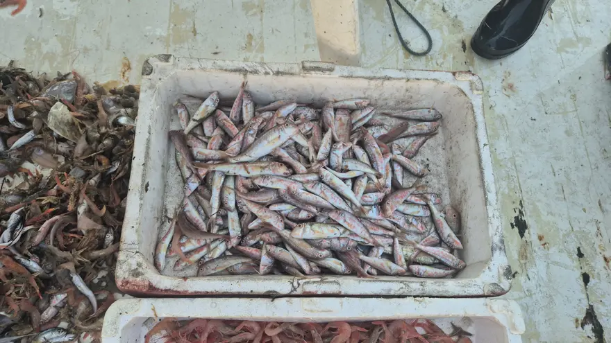 Denizden geldiler, yeni taze satıyorlar. Kasalarla limana döndüler Denizden geldiler, yeni taze satıyorlar. Kasalarla limana döndüler