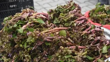 Doğada kendiliğinden yetişen bitki. Pazara indi, eskiden askerlere cesaret veriyormuş