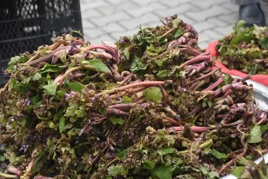 Doğada kendiliğinden yetişen bitki. Pazara indi, eskiden askerlere yüreklilik veriyormuş 