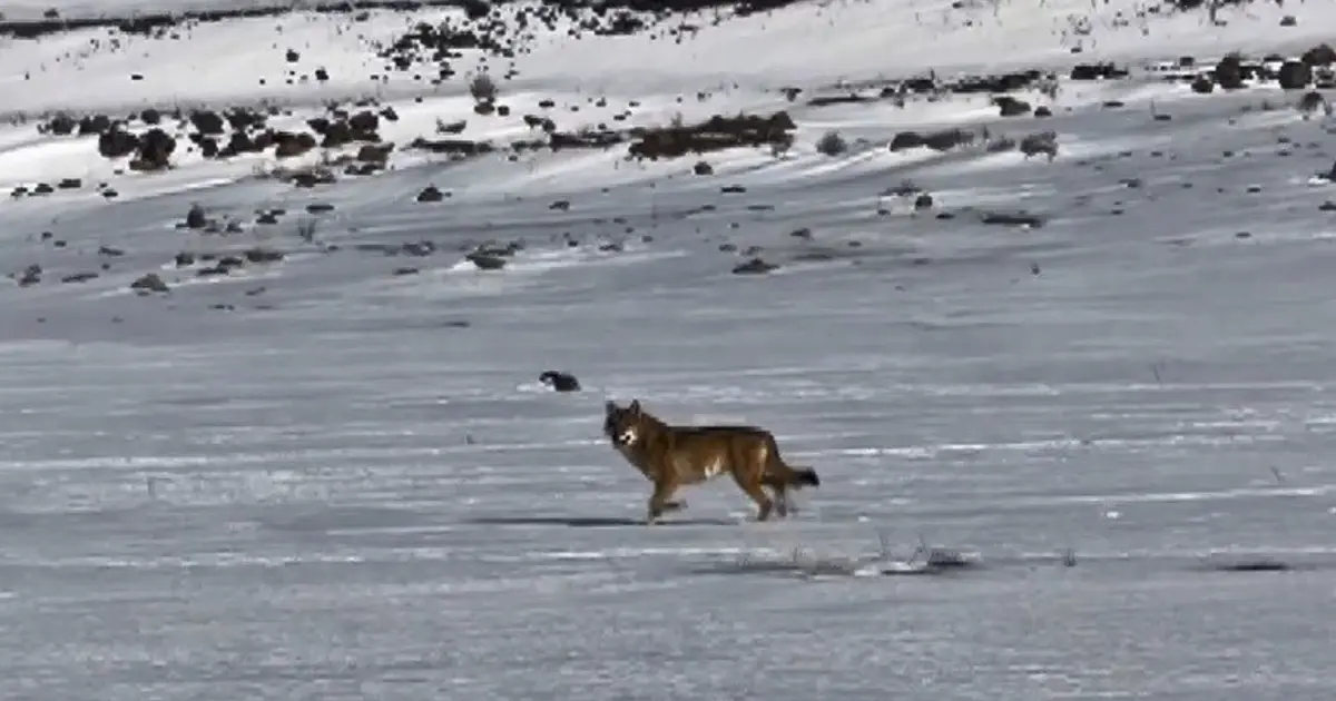 Kars'ta hareket halindeki aracı takip eden kurt kameraya yansıdı