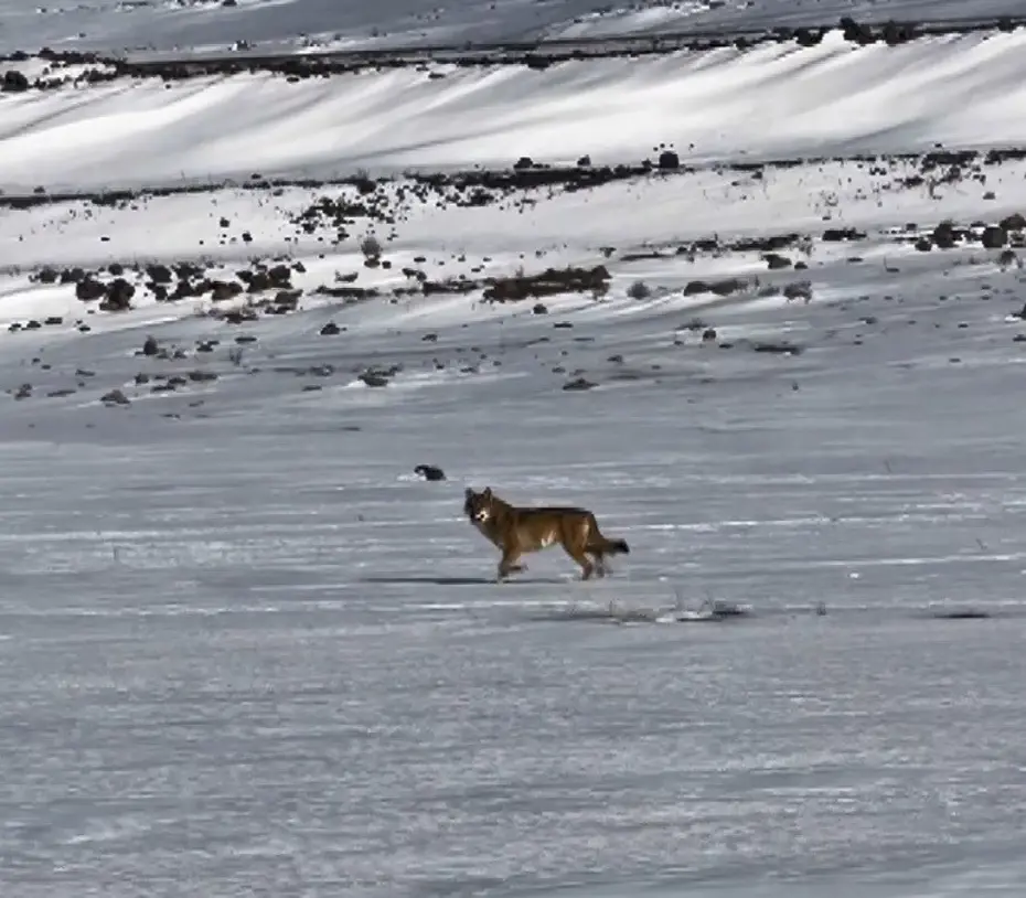 Kars'ta hareket halindeki aracı takip eden kurt kameraya yansıdı