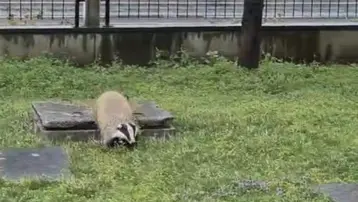 Porsuk yanlışlıkla site bahçesine girerse...