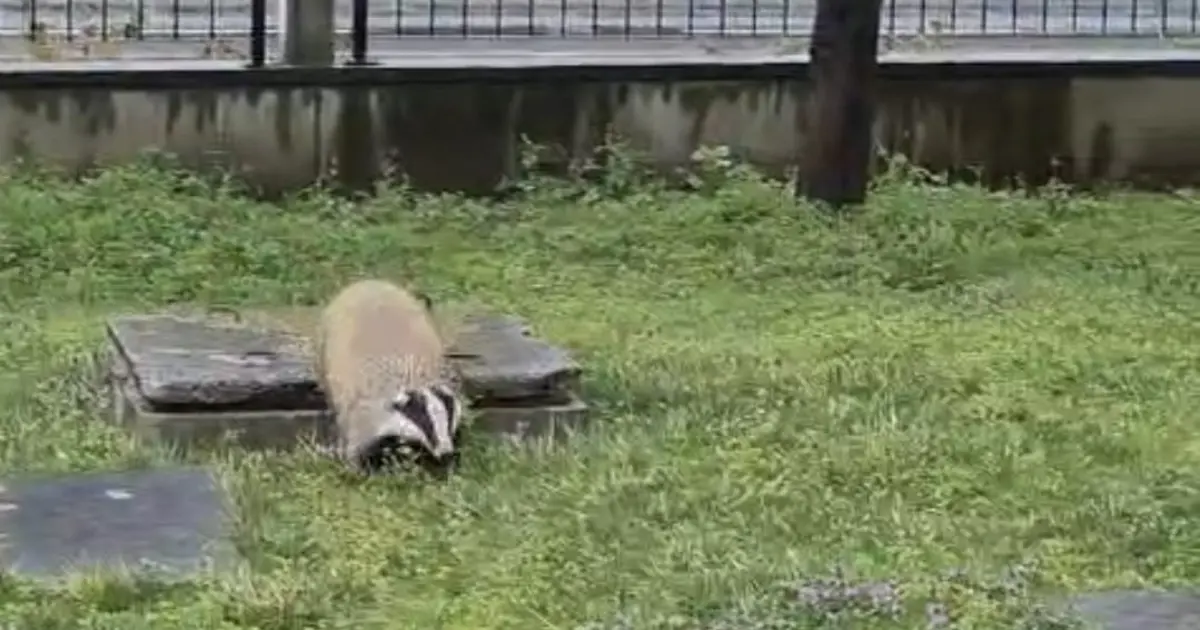 Porsuk yanlışlıkla site bahçesine girerse...