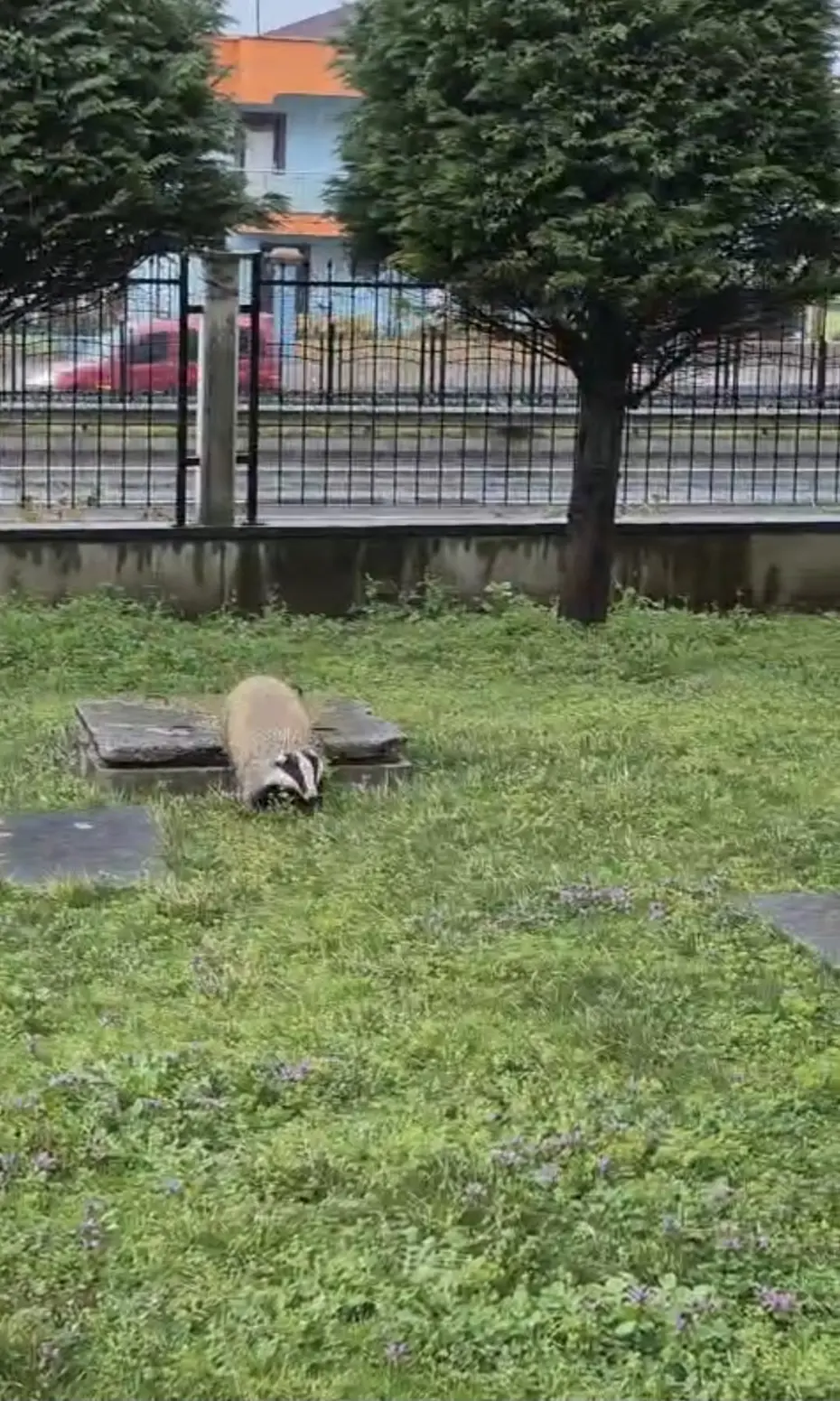 Porsuk yanlışlıkla site bahçesine girerse...