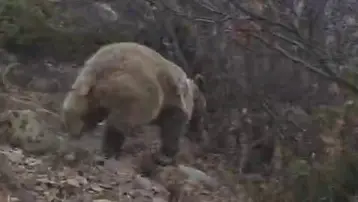 Korku dolu anlar. Arazide ayı ile karşı karşıya kaldı
