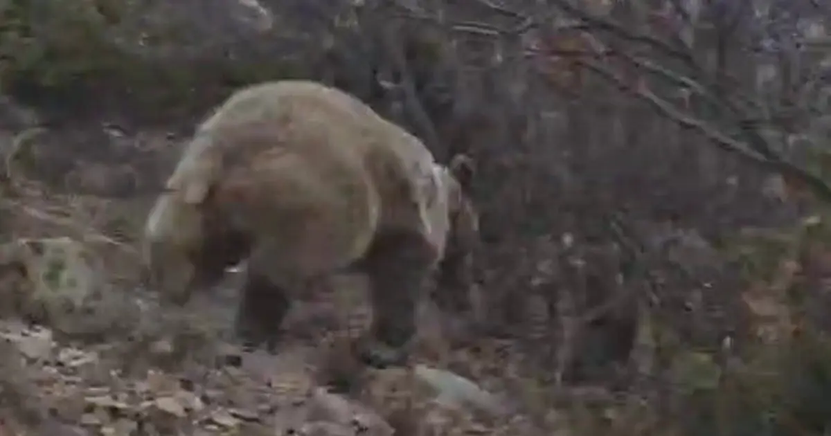 Korku dolu anlar. Arazide ayı ile karşı karşıya kaldı