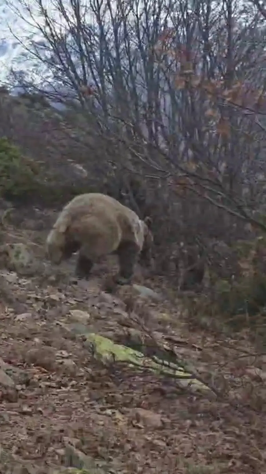 Korku dolu anlar. Arazide ayı ile karşı karşıya kaldı