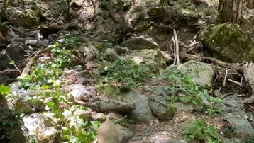 Kaz Dağları'nda yeni bir böcek türü keşfedildi