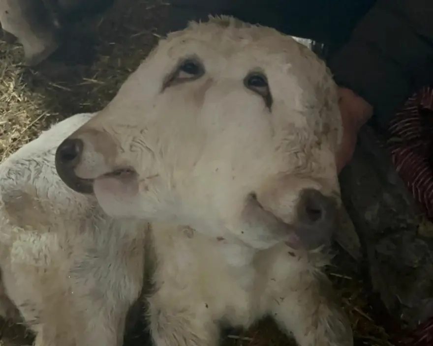 ÇİFT BAŞLI BUZAĞI 1