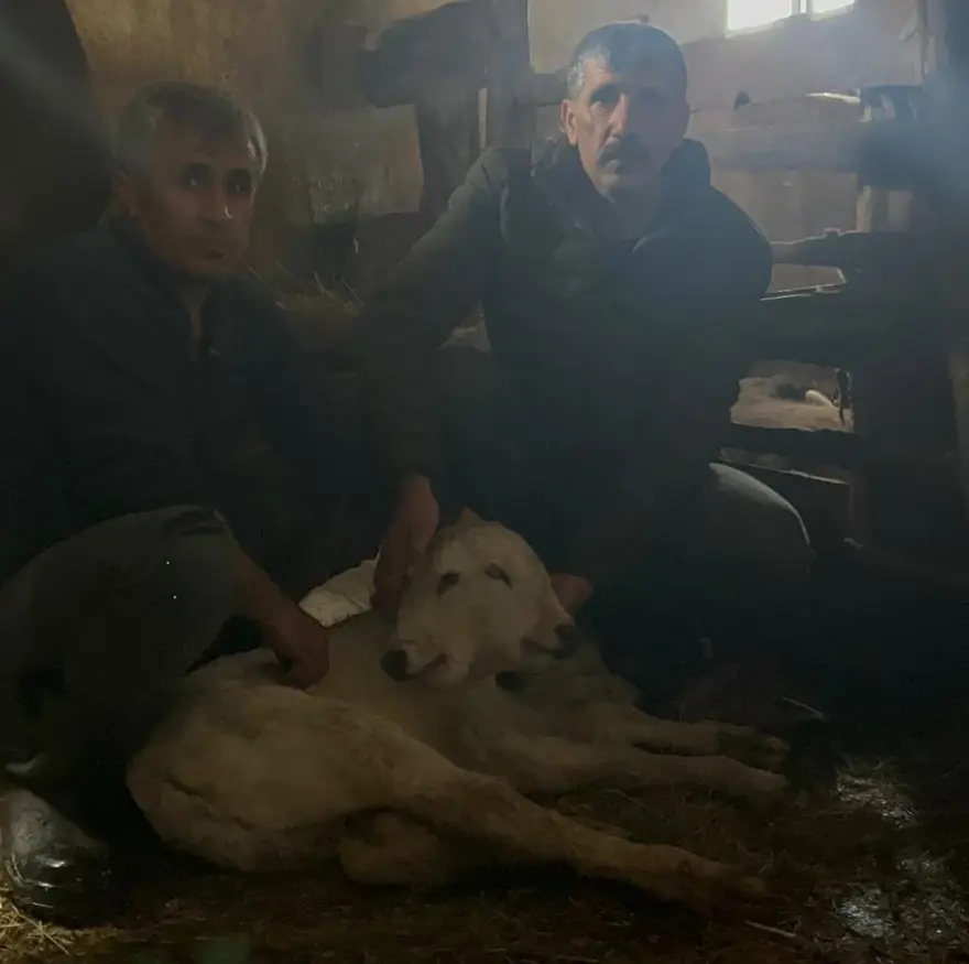 Doğumda nadir rastlantı. Çift başlı doğdu 