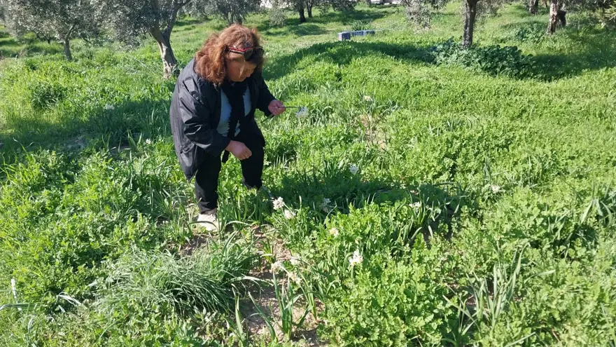 Doğada kendi kendine yetişiyor. Aşk çiçeği gelir kaynağı oldu 1 Doğada kendi kendine yetişiyor. Aşk çiçeği gelir kaynağı oldu 1