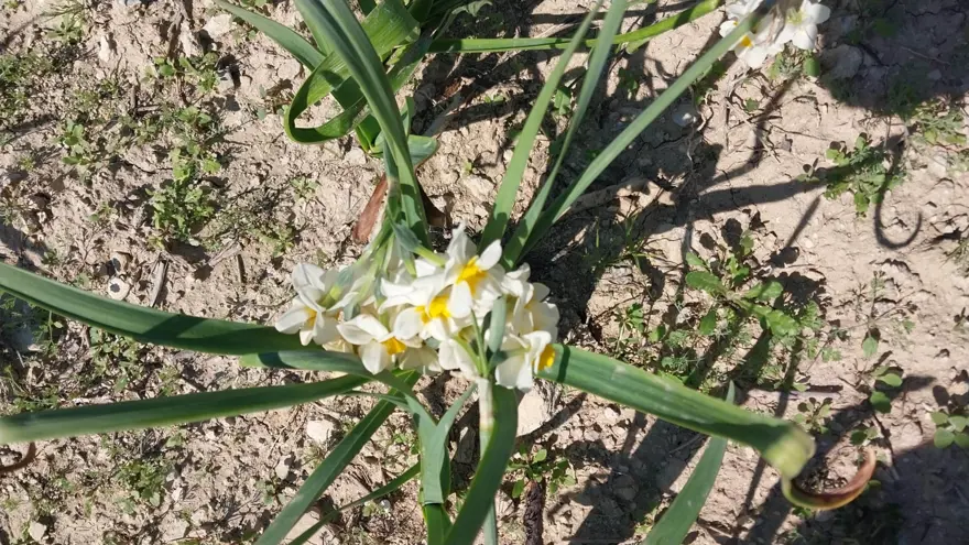 Doğada öz kendine yetişiyor. Aşk çiçeği hasılat kaynağı oldu 2
