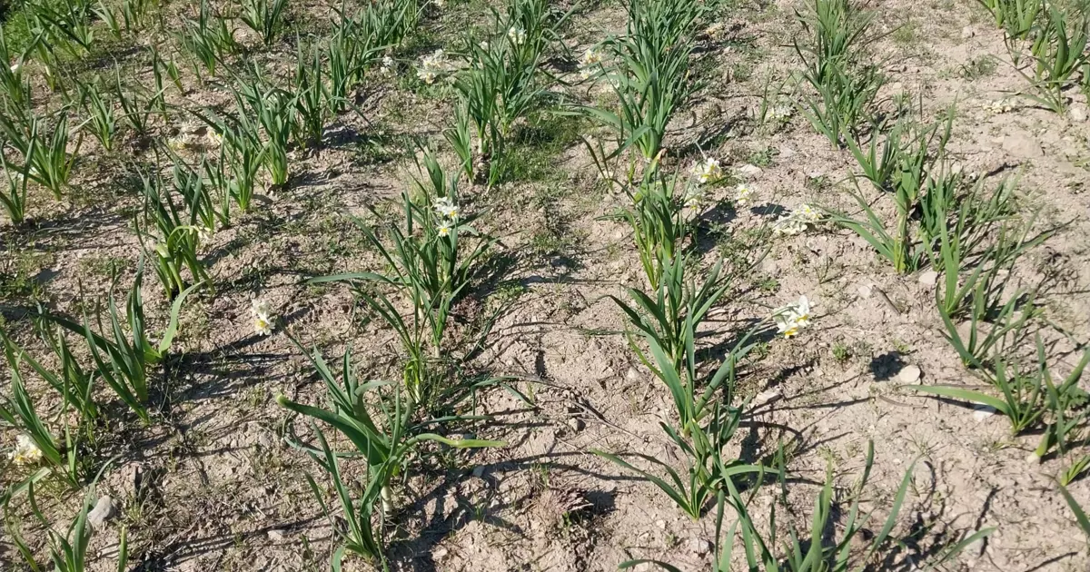 Doğada kendi kendine yetişiyor. Aşk çiçeği gelir kaynağı oldu