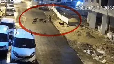 Sokak köpekleri teravih dönüşü yaşlı kadına saldırdı