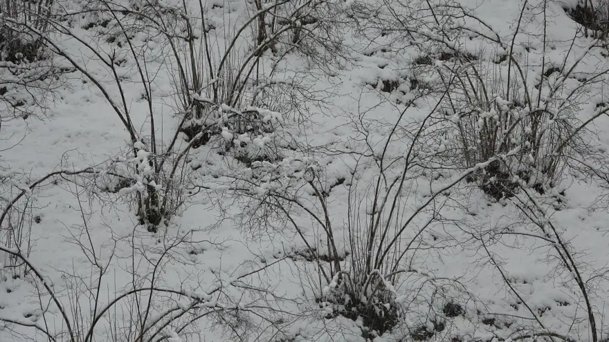 ZİRADİ DON RİSKİ ZİRADİ DON RİSKİ