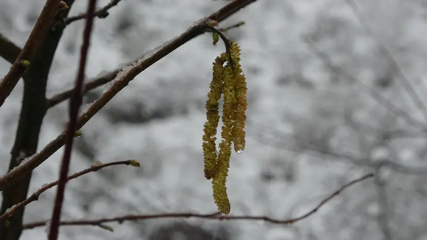 DOZUNDA KAR BESLEYİCİ 1 DOZUNDA KAR BESLEYİCİ 1