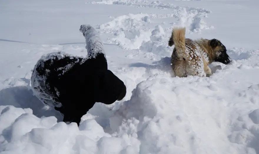 KARIN KEYFİNİ ÇOÇUKLAR ÇIKARDI 2 KARIN KEYFİNİ ÇOÇUKLAR ÇIKARDI 2