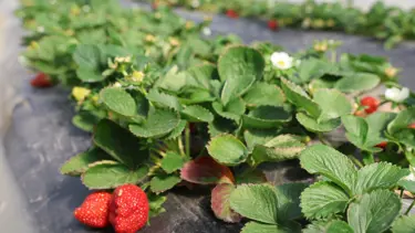 Narenciyeden verim alamayan üretici rotayı çileğe çevirdi