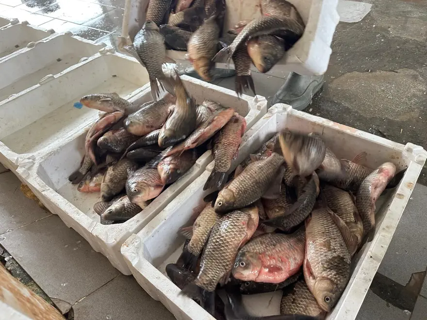 SAĞLAM BİR GELİR KAPISI 1